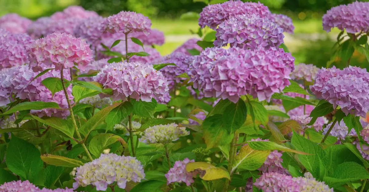 Cómo plantar y cuidar un jardín de flores de temporada
