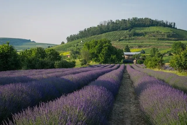 Comment Choisir la Destination Idéale pour Vos Vacances en France