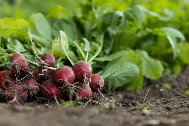 Guide Pratique pour Planter des Légumes en Équilibre