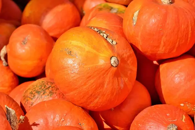10 Astuces pour Cultiver des Légumes Sains et Écologiques