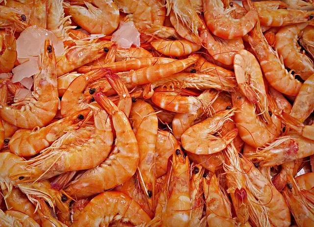 Les Meilleures Astuces pour Conserver des Fruits de Mer Frais