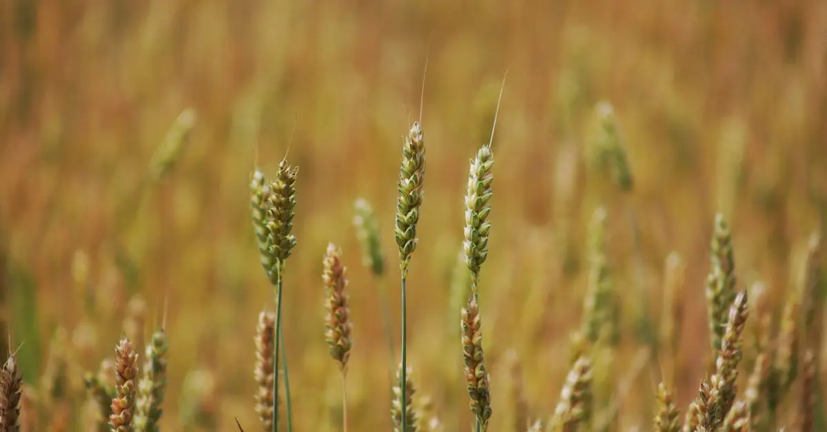 Les avantages des fournitures agricoles bio pour votre exploitation