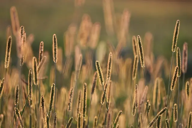 Comment choisir l'éclairage parfait pour votre jardin