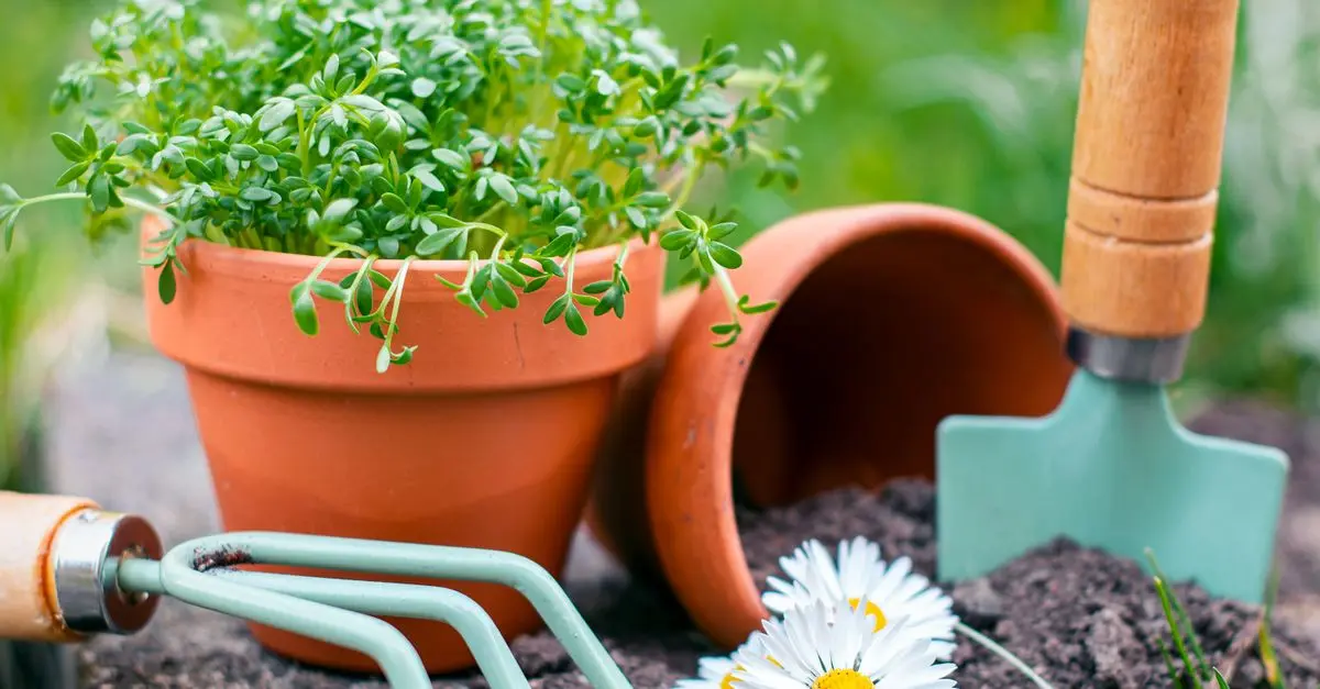 How to Create a Stunning DIY Herb Garden
