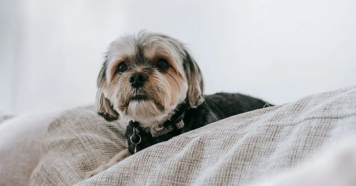 Top 5 Eco-Friendly Pet Products You Need