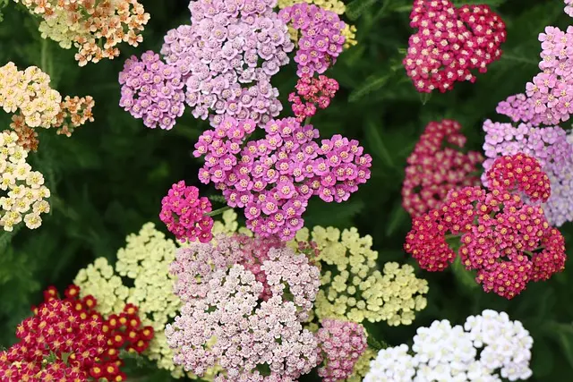 Les Meilleures Plantes Médicinales à Cultiver dans Votre Jardin