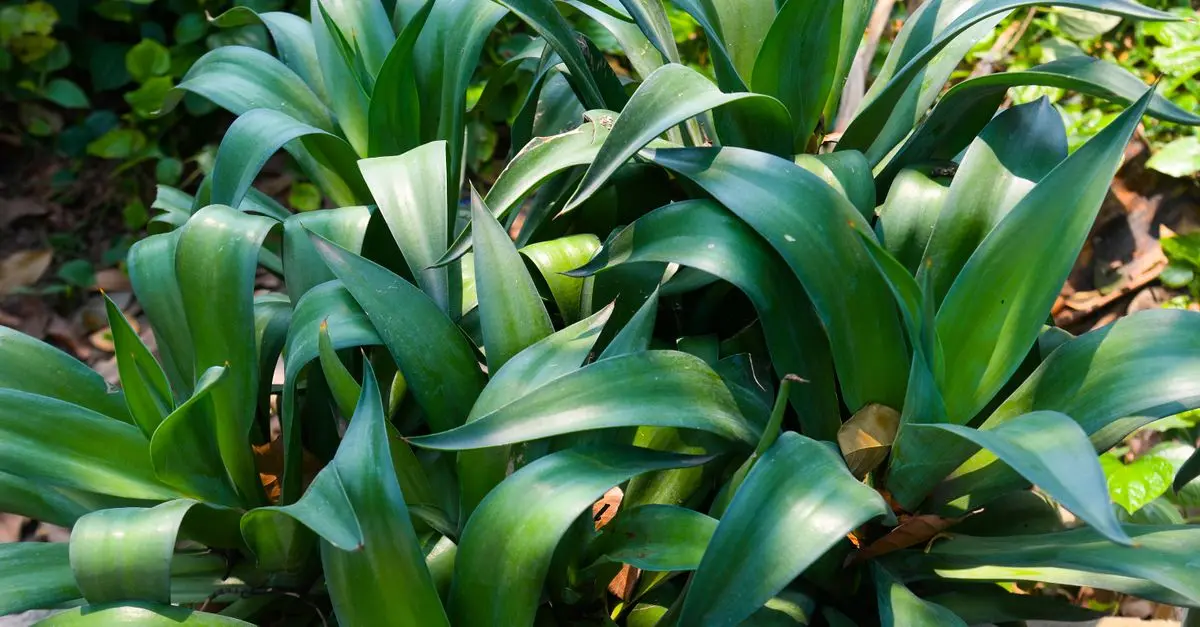 10 Astuces Incontournables pour Élever des Plantes Saines
