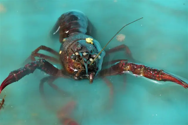 Comment Déguster des Fruits de Mer Comme un Expert