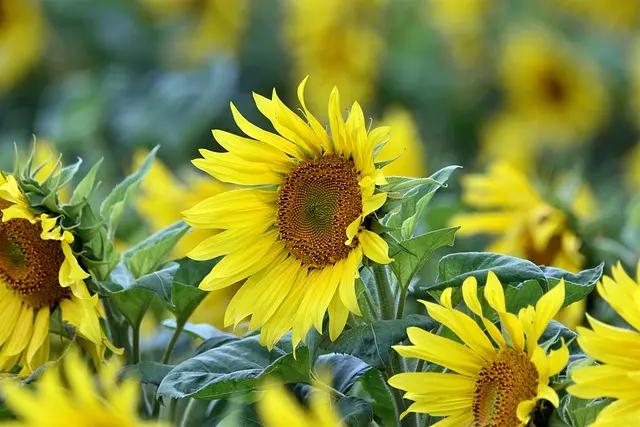 Come Coltivare un Giardino Sostenibile in 5 Semplici Passi