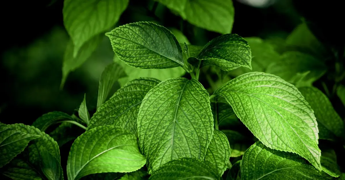 Les 10 Plantes Médicinales à Intégrer dans Votre Vie Quotidienne
