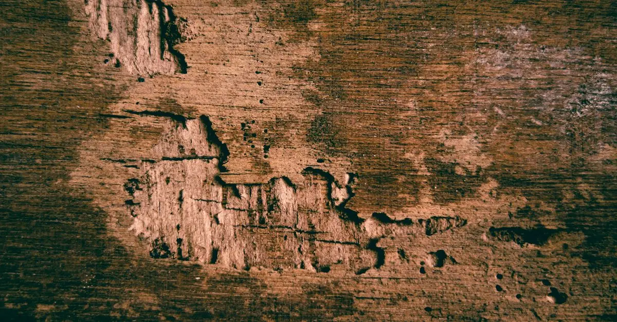 Bois Massif vs Contreplaqué : Lequel Choisir ?