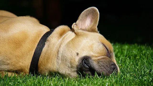 Best Dog Training Collars: Complete Buying Guide