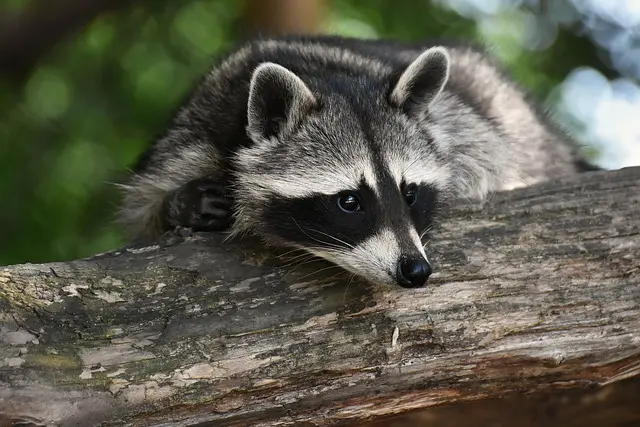 Les comportements fascinants des animaux nocturnes