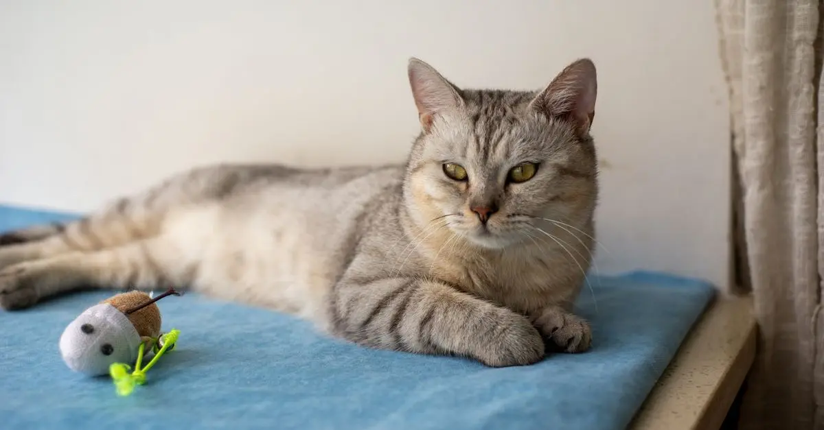 How to Create a Safe and Engaging Environment for Your Pet
