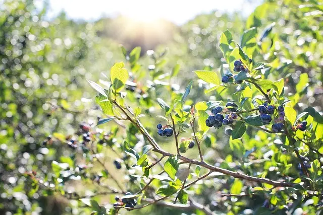 Guide Pratique pour Cultiver des Légumes en Intérieur
