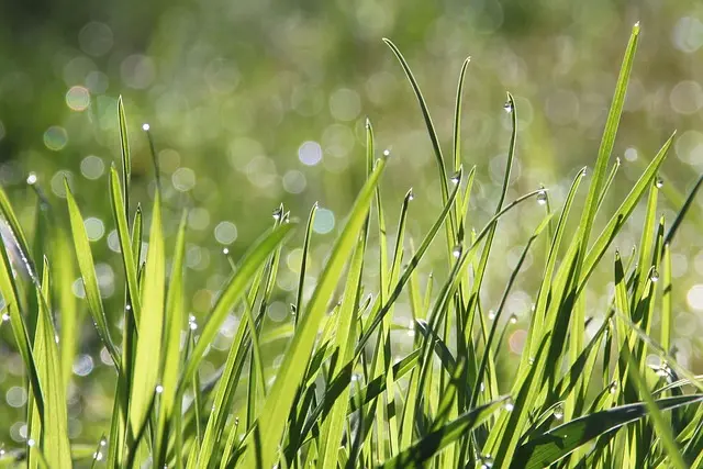 Les différences entre l'irrigation goutte-à-goutte et aspersion