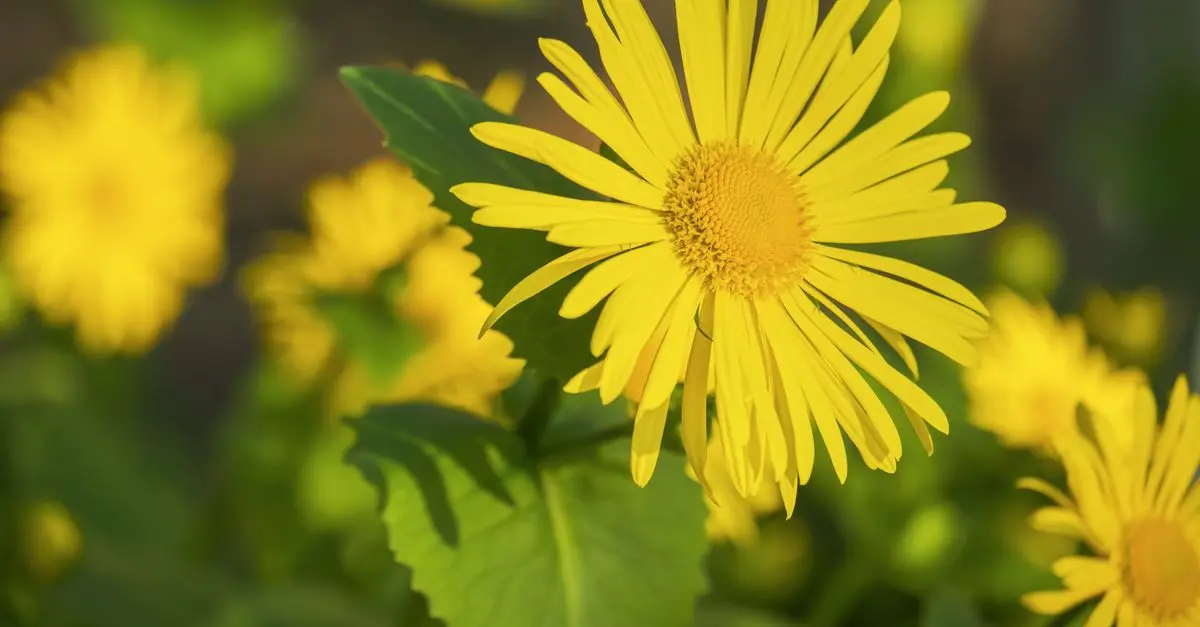 Cómo cultivar flores silvestres de forma efectiva
