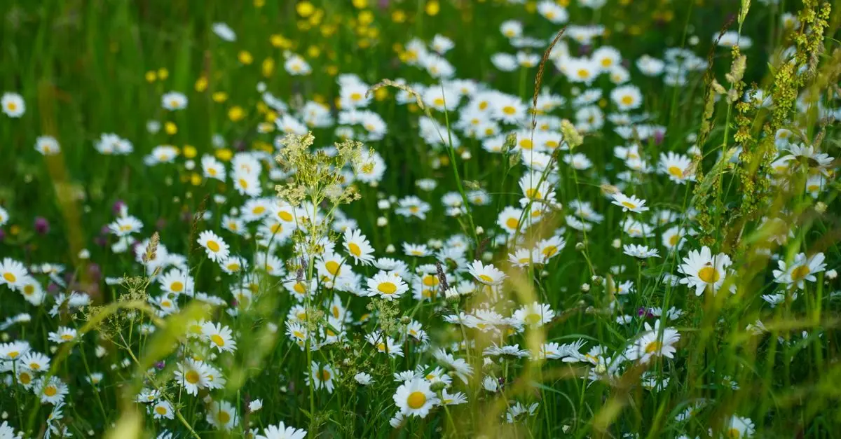 Cómo crear un jardín de flores silvestres: guía paso a paso