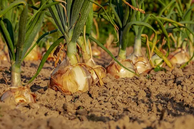 Comment choisir les pièces agricoles essentielles pour votre équipement