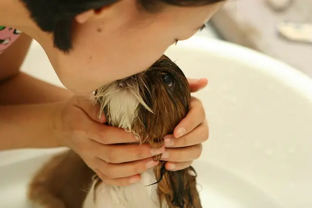 10 Essential Tips for Enriching Your Dog's Life