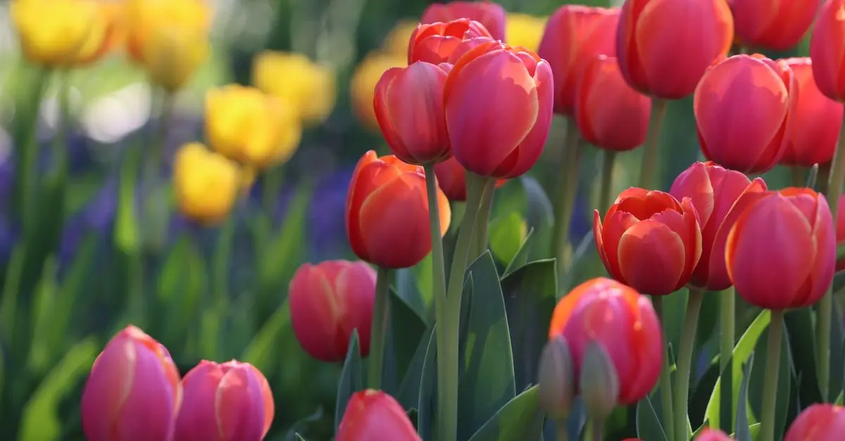 Comment Planter des Bulbes de Fleurs : Guide Complet pour Réussir