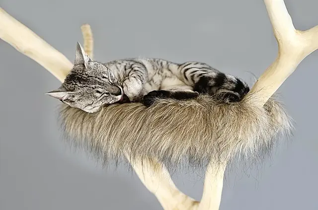 Top Cat Scratching Posts: Ultimate Buying Guide