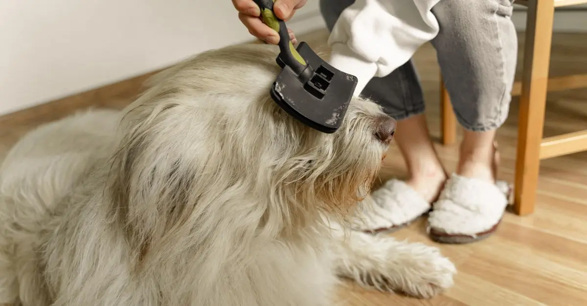 Comment bien s'occuper d'un animal senior : conseils pratiques