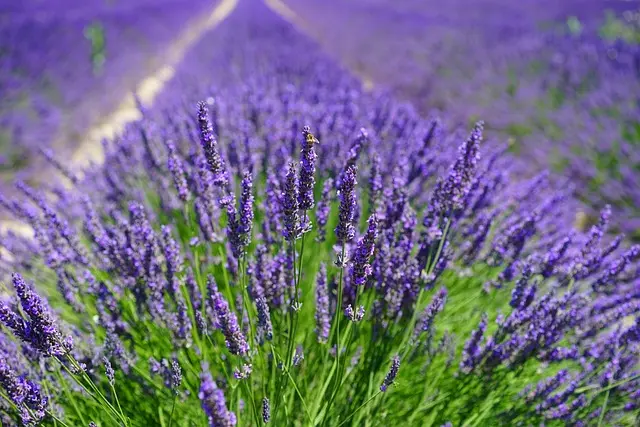 10 Idee per Creare un Giardino Aromatico Perfetto