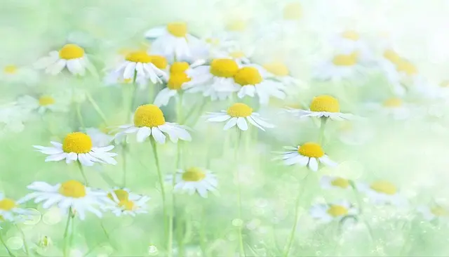 7 Activités Zen à Pratiquer pour Équilibrer votre Vie