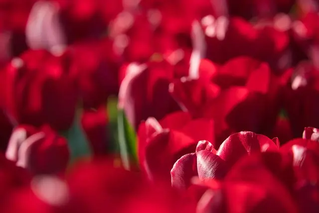 Les Secrets pour Créer un Jardin à Fleurs Éblouissantes