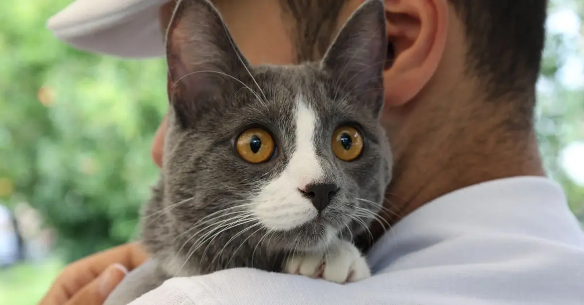 Ultimate Cat Care Guide for New Cat Parents