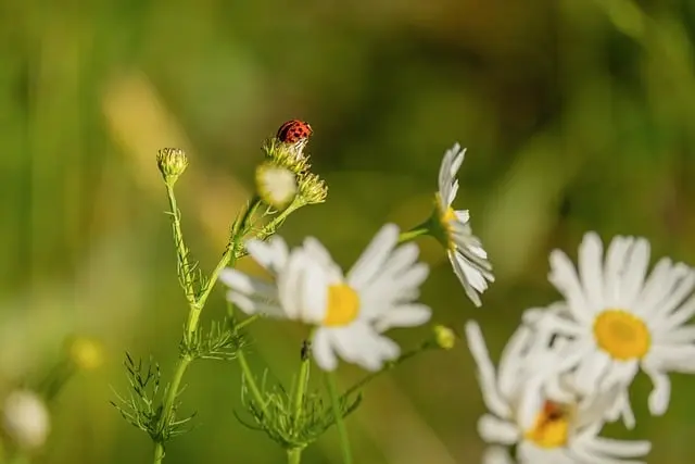 7 Consigli per Coltivare Piante Medicinali nel Tuo Giardino