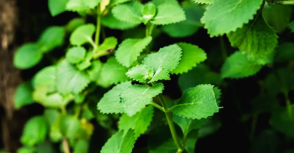 Les Plantes Medidinales à Cultiver dans Votre Jardin