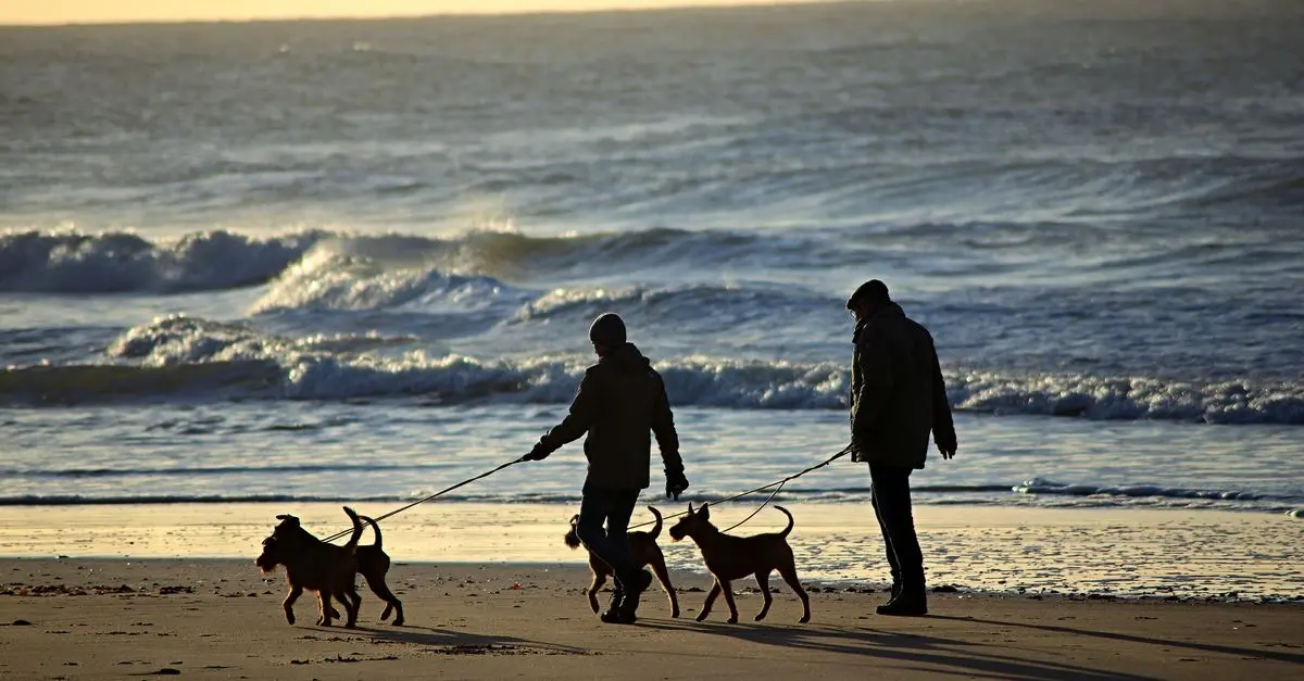 Impact des conditions climatiques sur les articulations des chiens seniors
