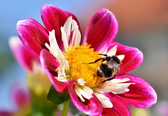 Comment créer un jardin accueillant pour la faune