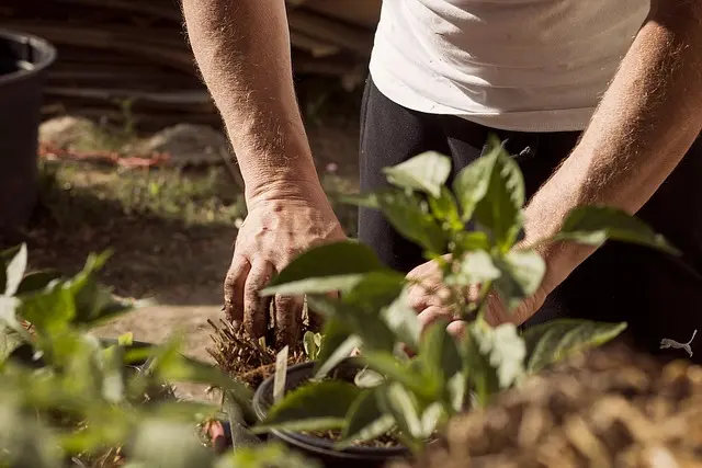 Les Légumes à Cultiver selon Votre Sol : Guide Pratique