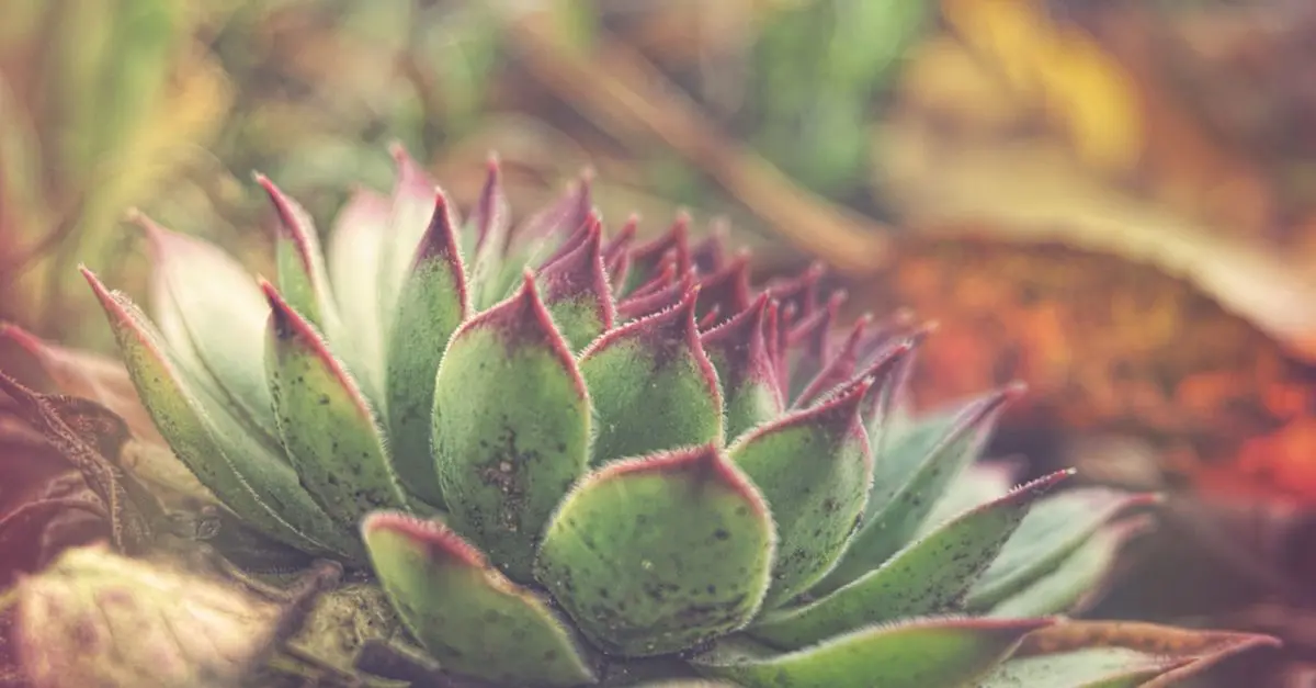 Errores comunes al comenzar un jardín y cómo evitarlos