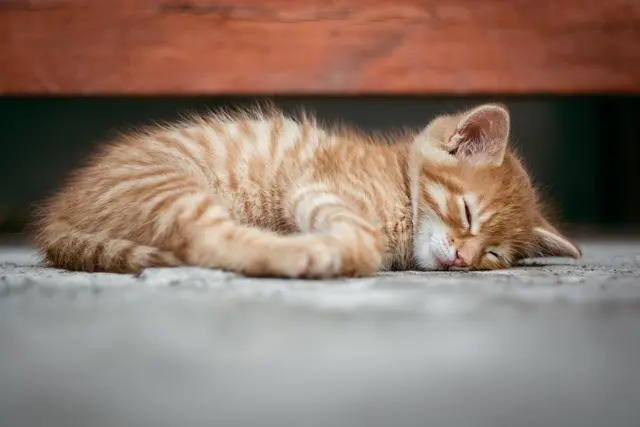 Comment le Bruit Affecte-t-il la Qualité de Votre Sommeil ?