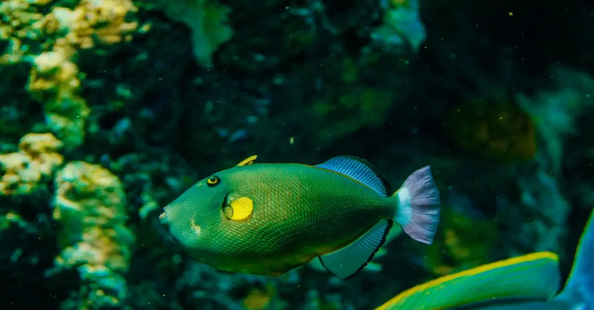 Les poissons les plus remarquables du monde à connaître