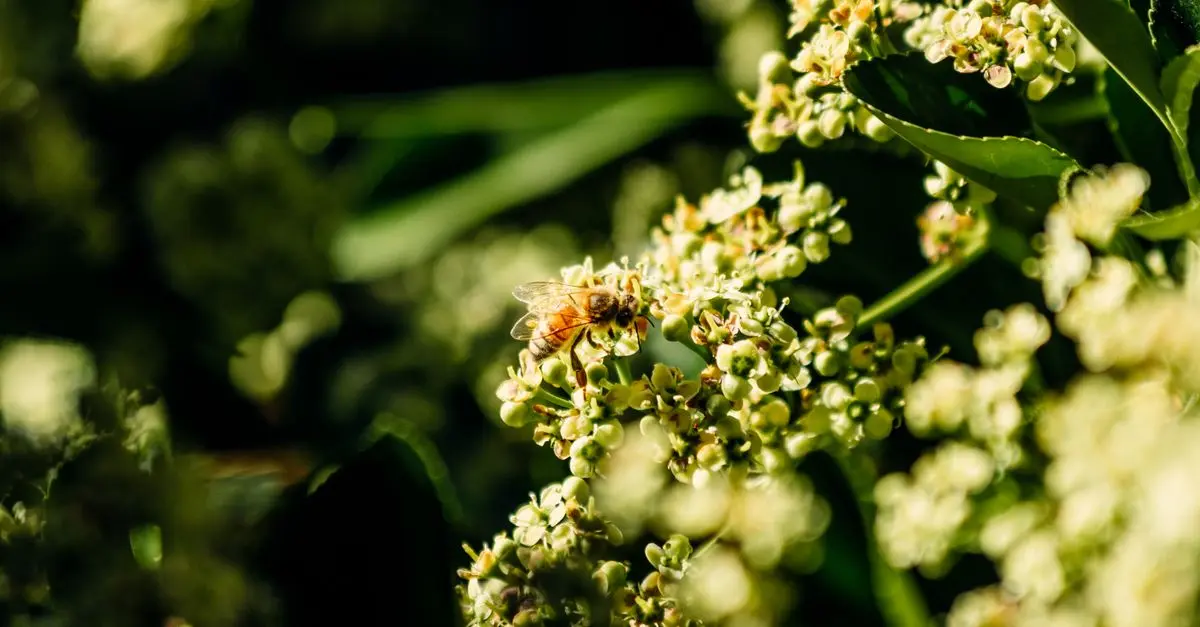 Les 10 pratiques essentielles pour un jardin bio réussi