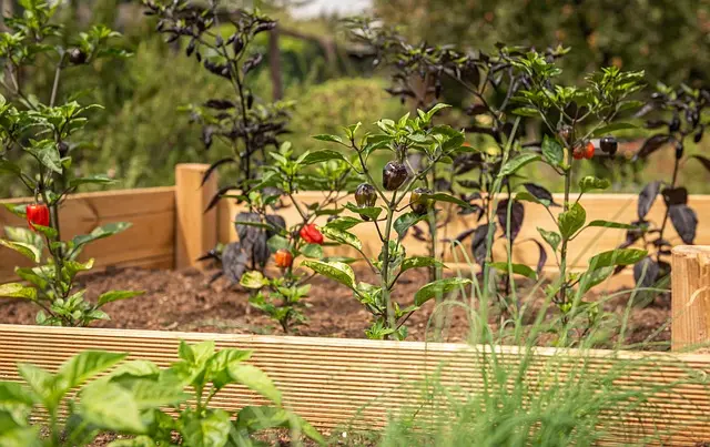 10 Astuces Pour Réussir Votre Jardin Aromatique