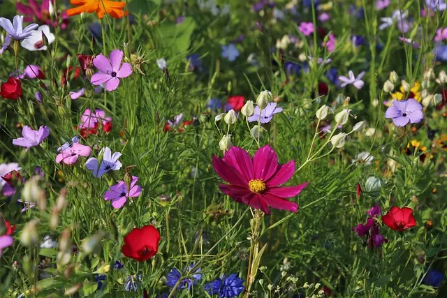 Cómo cultivar flores silvestres: guía completa