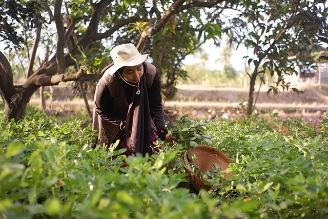 Les critères essentiels pour choisir une remorque agricole
