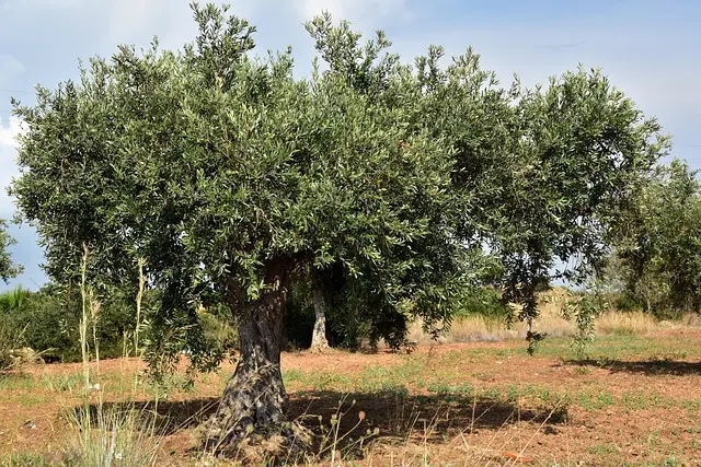 Les Meilleures Plantes à Cultiver pour un Jardin Méditerranéen Écologique