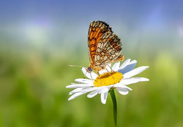 Cómo crear un jardín de flores silvestres: guía práctica