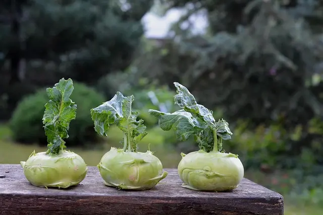 Come Creare un Giardino Verticale Sostenibile: Tecniche e Vantaggi