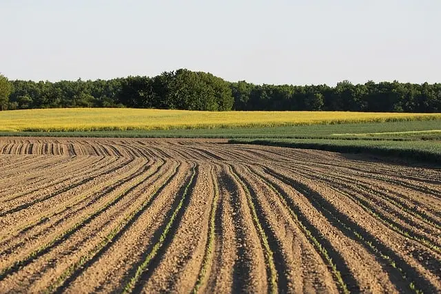 Comment Évaluer l'Impact des Cultures de Couverture sur le Sol