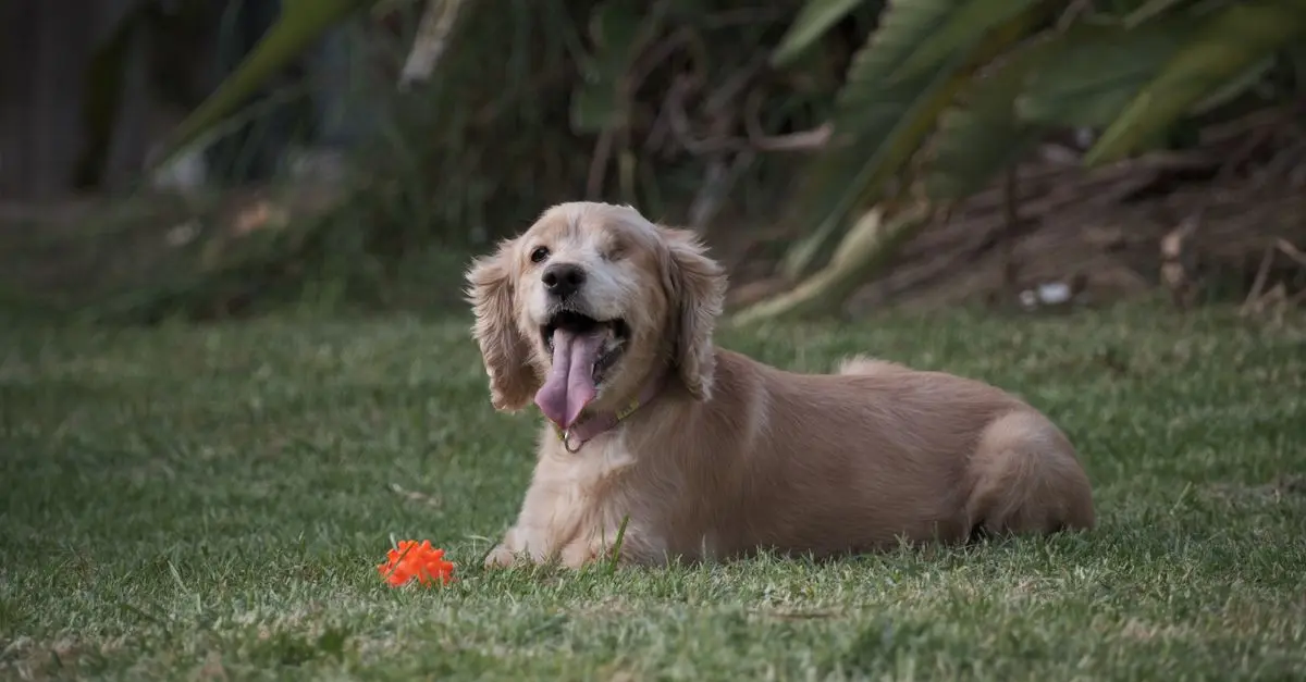10 Essential Tips for Enriching Your Pet's Life