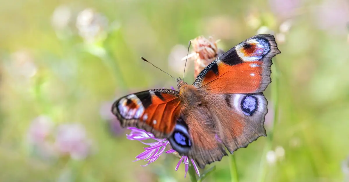 Comment créer un coin sauvage pour la faune chez vous