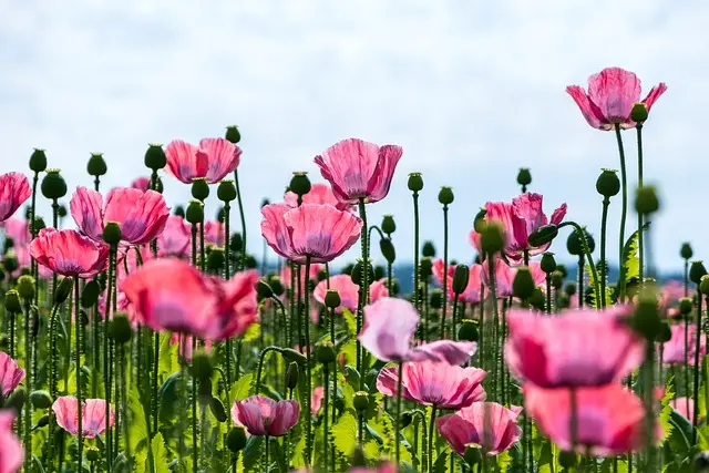 Comment bien choisir une remorque agricole pour vos besoins